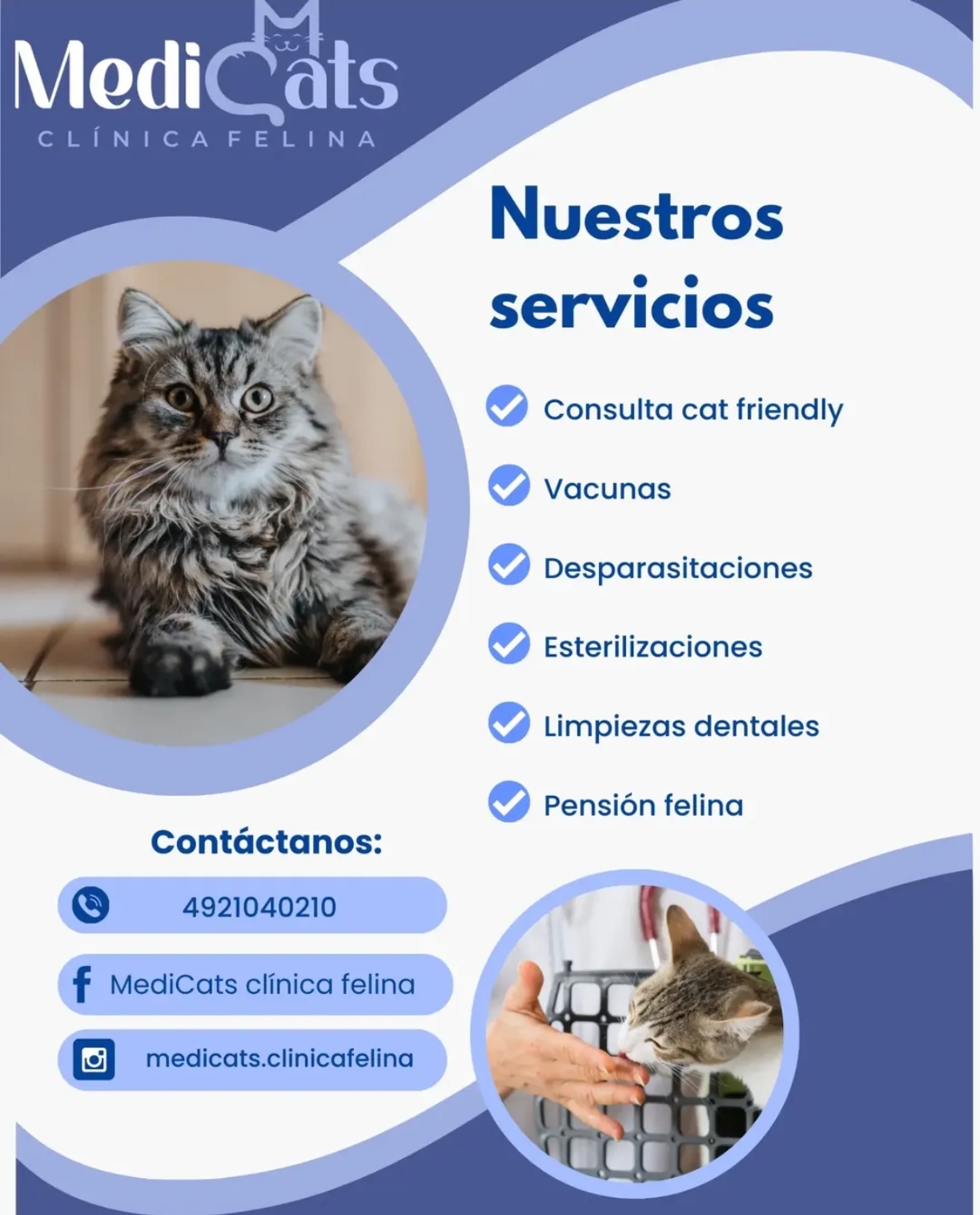 Gato tranquilo en consulta veterinaria